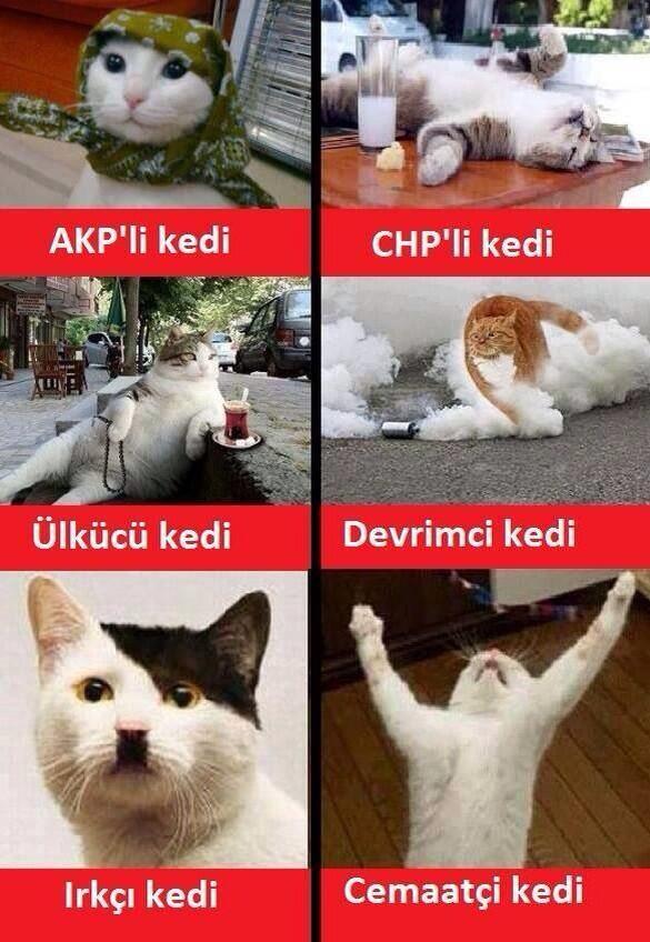 haakaanyldz's tweet photo. SİYASİ KEDİLER.. http://t.co/w0SUS2FuKq