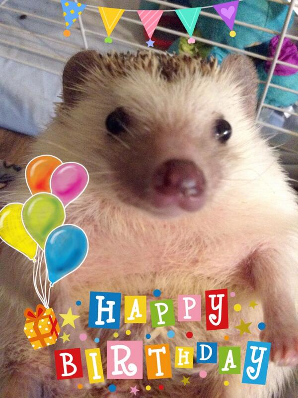 shellandgav's tweet photo. Happy 4th birthday Huffy! http://t.co/WrbYz0kp0h