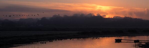 Birds seem to be flocking to the Clyst WITHOUT "creating habitat" specially for them. Are we missing something here?