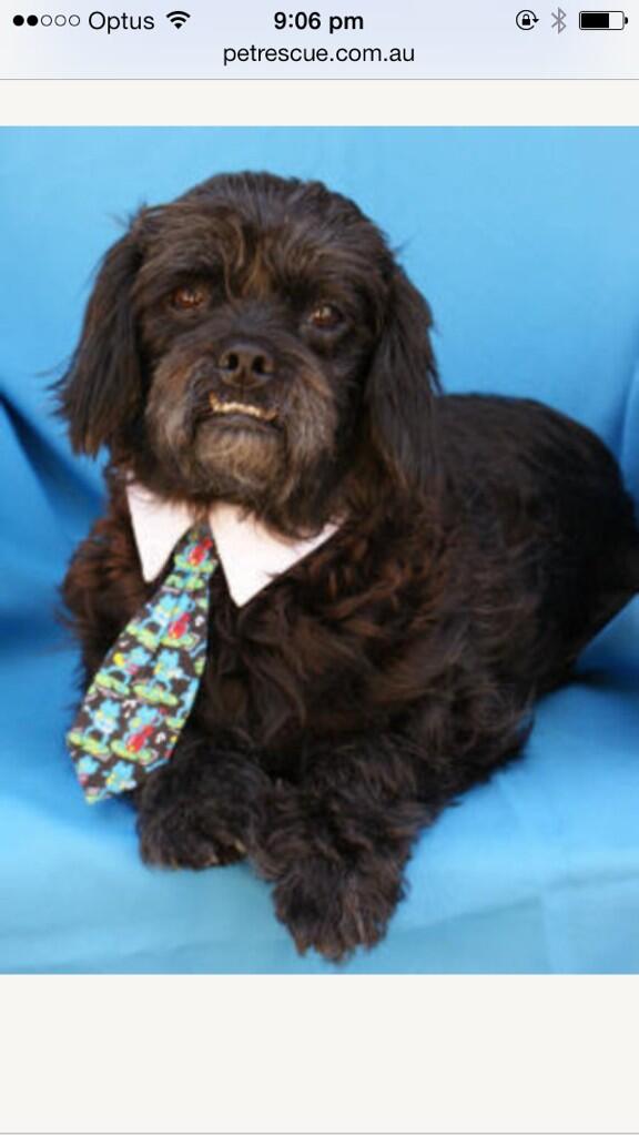 kiriwhite's tweet photo. Day 4 Rex the rescue dog. Rough start to life, looking for a good home. This makes me both sad &amp;happy #100happydays http://t.co/kYRCL4cpoT