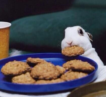 A_Common_Rabbit's tweet photo. nibble nibble nibble nibble http://t.co/MYylC5APZT