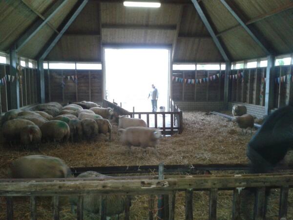 Sinds gisteren staan onze schapen weer in de stal, klaar voor de lammertijd!