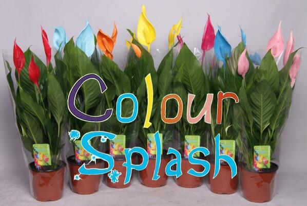 ColorSplash11's tweet image. Na een zeer geslaagde huisbeurs, wordt deze week ons nieuwe merk de Colour Splash in de markt gezet!