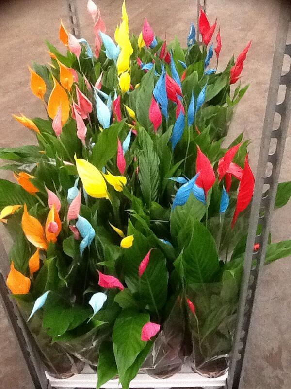 ColorSplash11's tweet image. Eerste leveringen zijn vandaag afgeleverd.