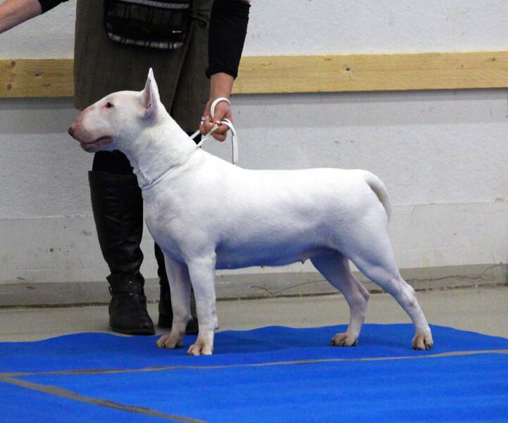 Ukusa Bull Terriers Ukusabullies Twitter