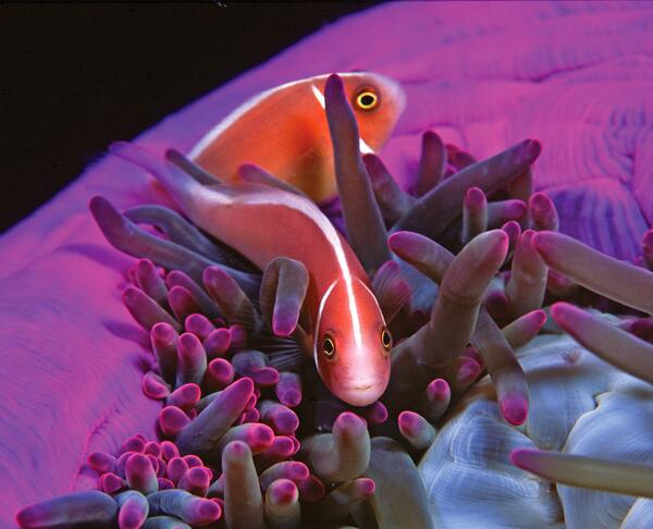 FullCircleMagz's tweet photo. Dr Geoff Spiby's (http://t.co/f3qkL0LFhn), photography rock #capetown #SouthAfrica #diving @CapeTown @capeLocalBiz http://t.co/1GYKHREc1P