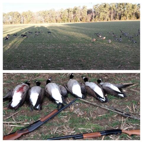 CornCrackJimmy's tweet image. Blind limits at 8am are a great thing #FGGB #LeD #zinkgamecalls