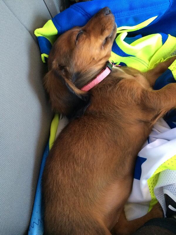 TaylorHiggins84's tweet photo. Allie taking a nap on my gear. Too cute! http://t.co/BjdE3ccBJr