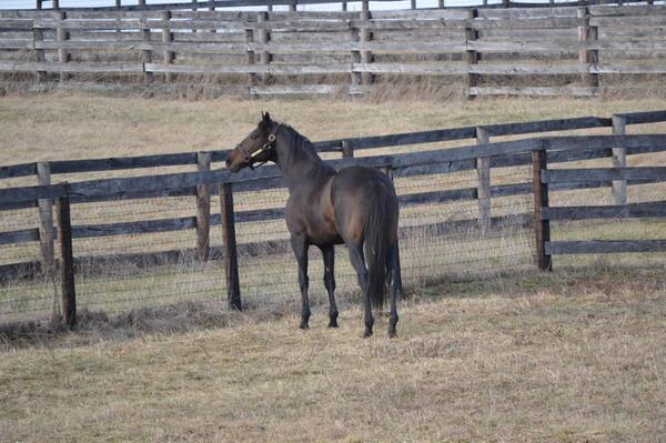 MarylandTB's tweet photo. Baltimore Bob (Malibu Moon) checks out his new digs at #Shamrock Farm in Woodbine. #coltsareback http://t.co/hqX2AWoVf7