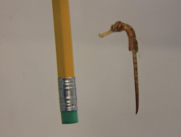 Tiny seahorses hatch at <a href="/GeorgiaAquarium/">Georgia Aquarium</a> bit.ly/1ha6pQk
