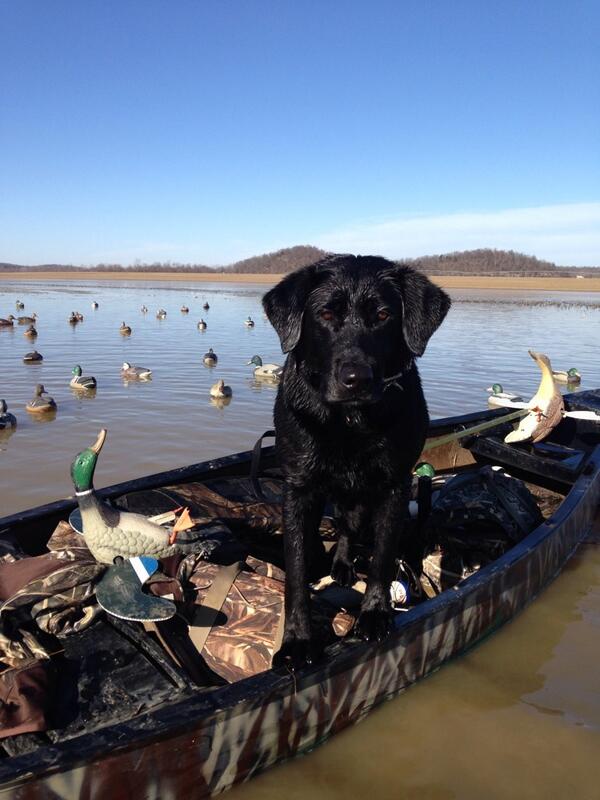 SportingDog_TV's tweet photo. "@barryashley67: @SportingDog_TV  "Doc" enjoying a ride out after another great hunt! 👍 http://t.co/Q9G791loeZ"

Doc is lovin' life!