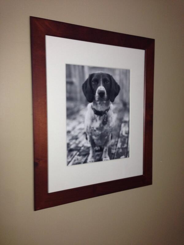 Tux889's tweet photo. Finally got around to printing and hanging a new photo of @MsZoeDog in the living room. #photography #printmaking http://t.co/jSu32RUGcJ