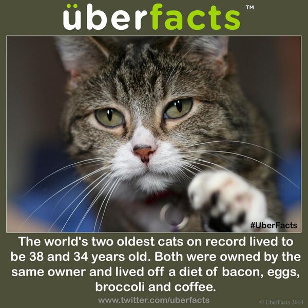 UberFacts's tweet photo. The world's oldest living cats. http://t.co/ZmWsZ2AZfz
