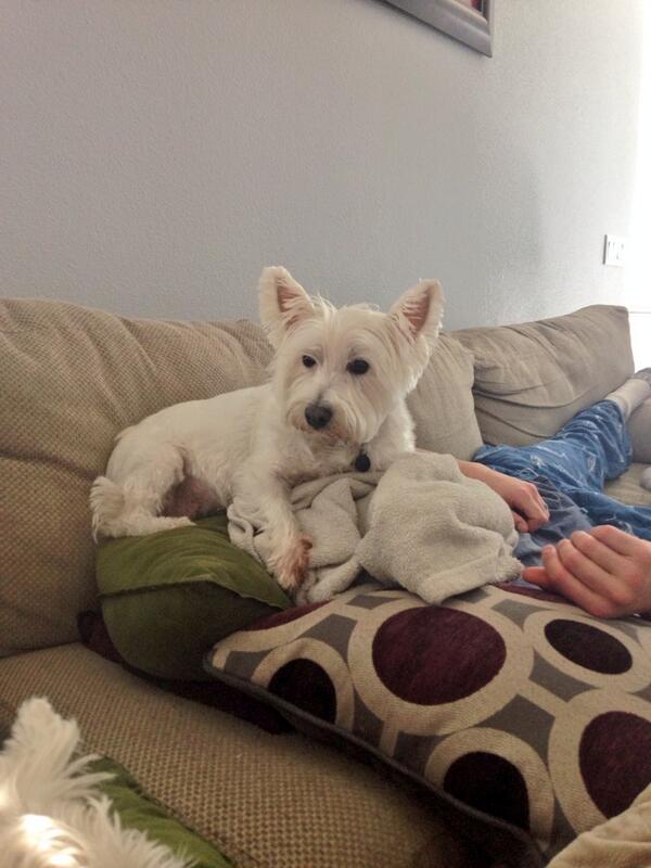 FoxyRoxy0404's tweet photo. @Lambo5858 I hope you don't mind me sleeping on your head, literally http://t.co/8oA95e0npb