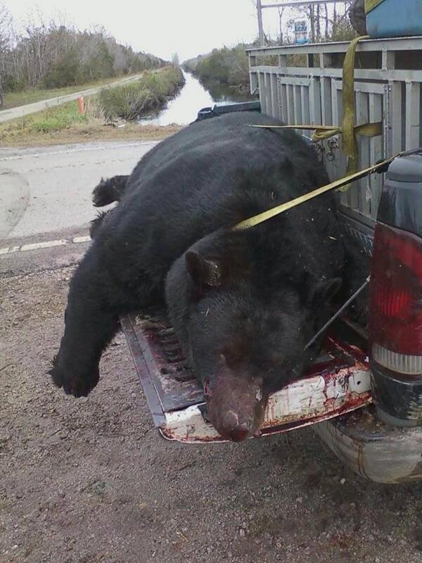 biggamesteel's tweet photo. #Retweet this 735 lb. #bear shot in #NorthCarolina!! #hunting http://t.co/uFgloU3ovQ
