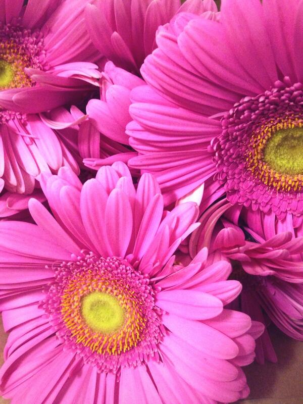 kiriwhite's tweet photo. Day 5 Free bunch of flowers from the lovely florist in Glebe on my to work today #Justbecause #100happydays http://t.co/DGHCCy2qB1