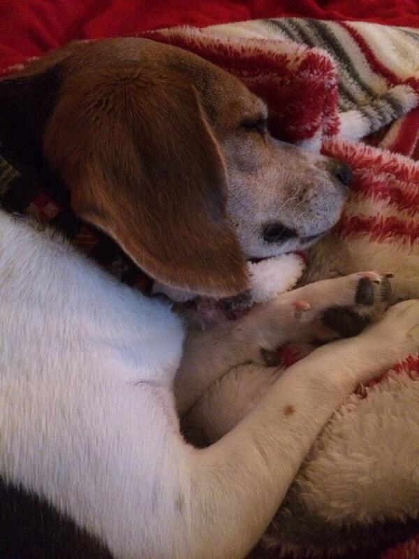 Saving up my strength for the coming snow storm.