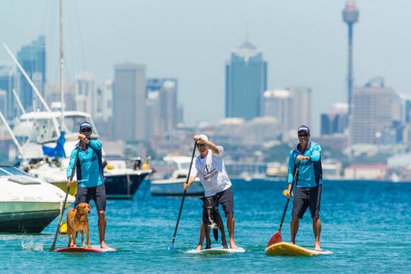 deanogladstone's tweet photo. Awesome #AustraliaDay event at Watson's Bay @WatsonsBaySUP #EveryMan&amp;HisDog
http://t.co/Gg3MgFP8Ma
@lifeguardhoppo http://t.co/ctafVIpfPY