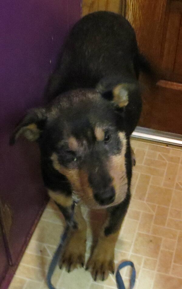 PUP Minnesota tweet media