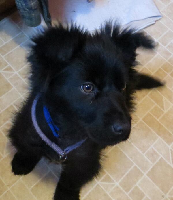 PUP Minnesota tweet media