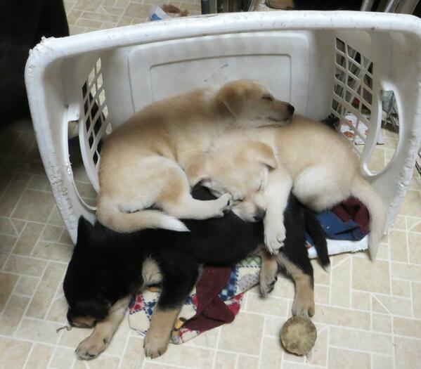 PUP Minnesota tweet media