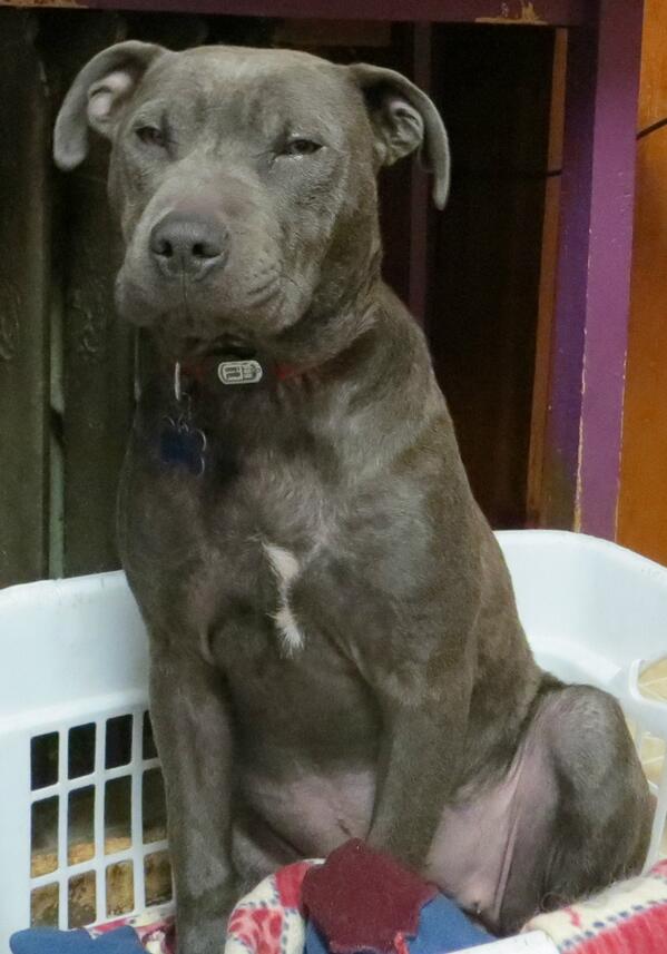 PUP Minnesota tweet media