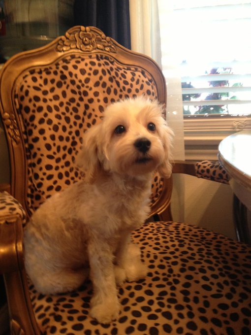 My little dog, Roamie sitting on the Starr Throne, lol http://t.co/uE533z5qYB<a href="/tag/pittsburghpirates"class="tags"><span>#pittsburghpirates</span></a><a href="/tag/ripsewell"class="tags"><span>#ripsewell</span></a>