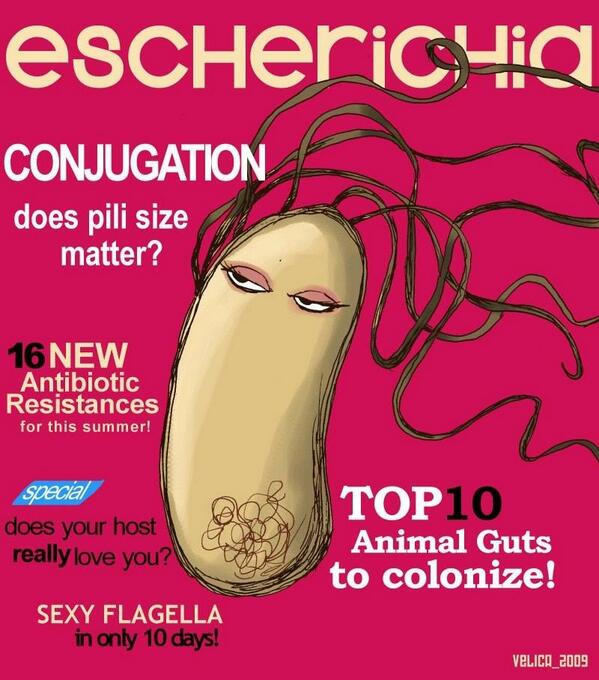 Namakiki's tweet image. I probably love this more than I should #BiologistProblems #sexyflagella #pilisize