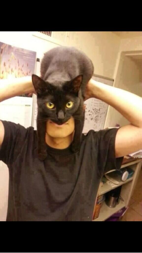 artyparty163's tweet photo. Nananananananana baaaaatmaaaaaan #catversion http://t.co/VOPjoapovB