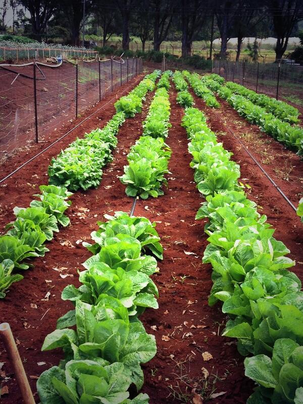 LIFECTAHR's tweet image. Variety is the spice of life. Ready for tomorrow&apos;s field day on #romaine #lettuce. #diffshapes&amp;amp;sizes