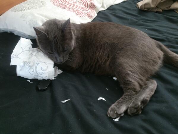 SnowSpottycats's tweet image. Steve's new pillow. He seems pleased with how comfy it is. #Cat #TimeForNap