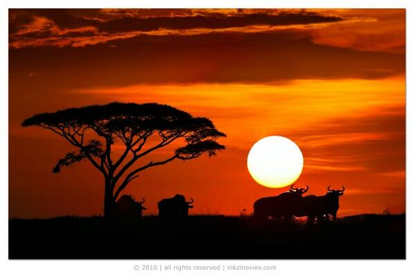 #PhotoOfTheDay 
Longhorns by Nik Zinoviev
po.st/gokrtX