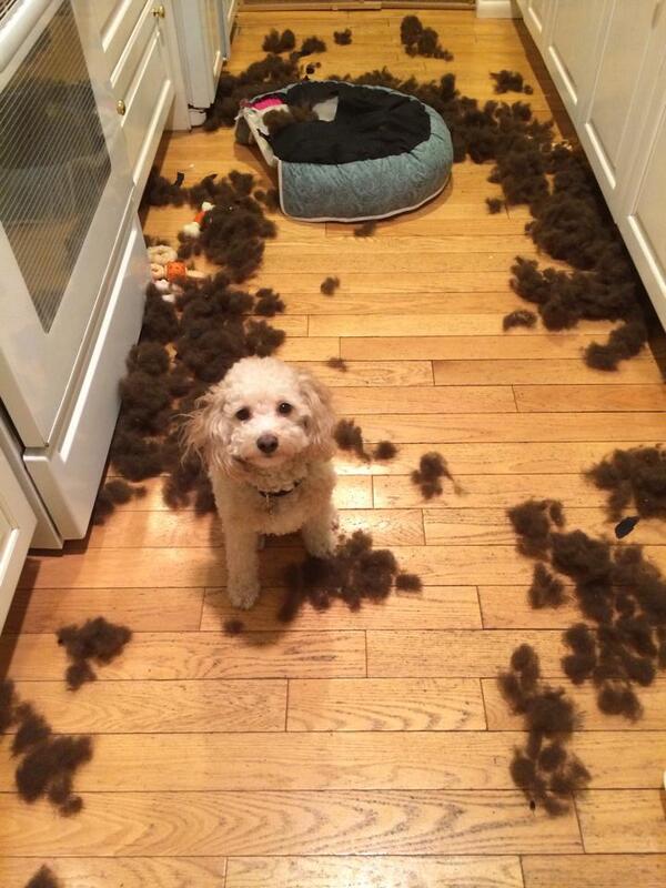MBHuston's tweet image. I can explain!… #oops #cockapoo
