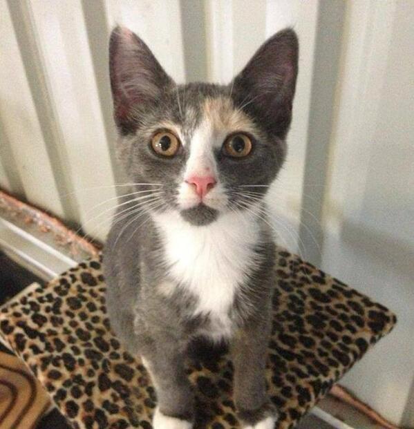 HunterValleyCat's tweet photo. Ive been adopted! http://t.co/904fJl0JZx