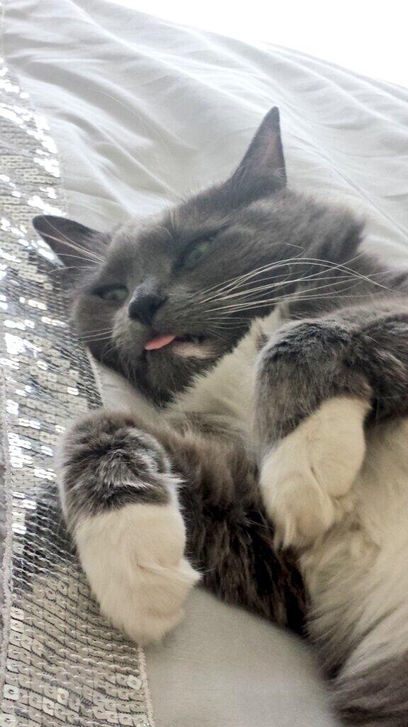 Amylloydcatlady's tweet photo. @Catsaturday tongues out! #catlady #perth #Greyson http://t.co/k18diXnTbb