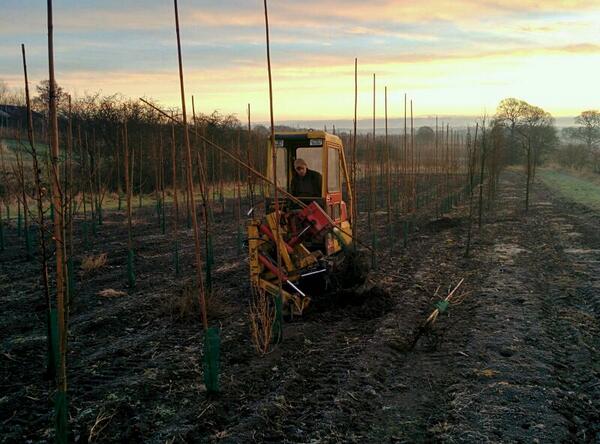 Beardsworths Nursery tweet media