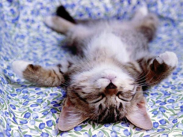 funnycutecat's tweet photo. This is so refreshing.
http://t.co/sLeGWrqYJM   #funny #cute #cat http://t.co/l4sVU7zUZW