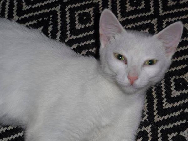 HunterValleyCat's tweet photo. could you give me a home? Just one of the many furbabies we have waiting for a furever home http://t.co/2jGGXcFuje