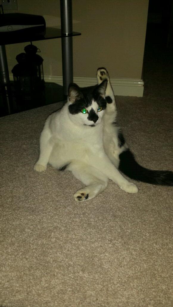 Milo doing cat yoga