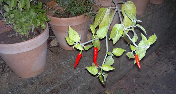 CapsicumSet's tweet photo. #Red #Hot #Naturale #Tre #Piccante #Roots #CapsicumSet http://t.co/e4xzaEa1h2