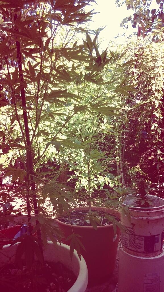 guillesm73's tweet photo. Un paraíso solo para mi... @CannabisArg @CulturaCannabis http://t.co/IlcJxOiJsf