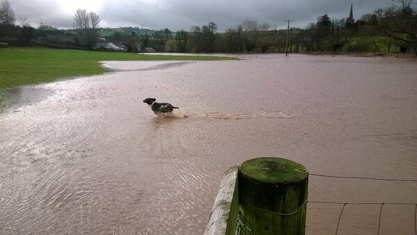 Having to cancel appointments until this clears up ... At least my employee Tucker is enjoying himself!