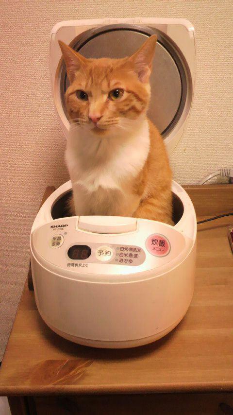 炊飯ﾆｬｰ