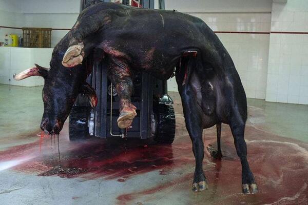 NoUsesPieles's tweet photo. así finaliza eso q algunos llaman "espectáculo de arte y cultura"...luchemos x la abolición ! #TauromaquiaABolición ! http://t.co/ZSbrxqirLZ