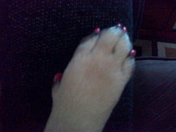 AlyxAmaral's tweet photo. My pug rocks pink! #pawmodel http://t.co/lPTXL94XYl