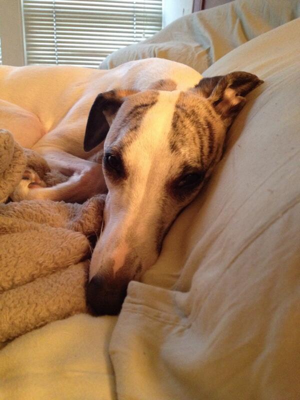 SkinniFinni's tweet photo. I really don't feel like getting up http://t.co/x7dHREYkde