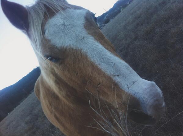 Macey_MD's tweet photo. BABY 🐴😍 http://t.co/JVc1LZ7e3m