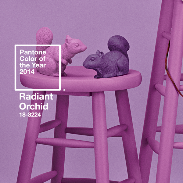 pantone's tweet photo. It's Squirrel Appreciation Day! RT if you're nuts for #RadiantOrchid! http://t.co/Spuoiez3eA