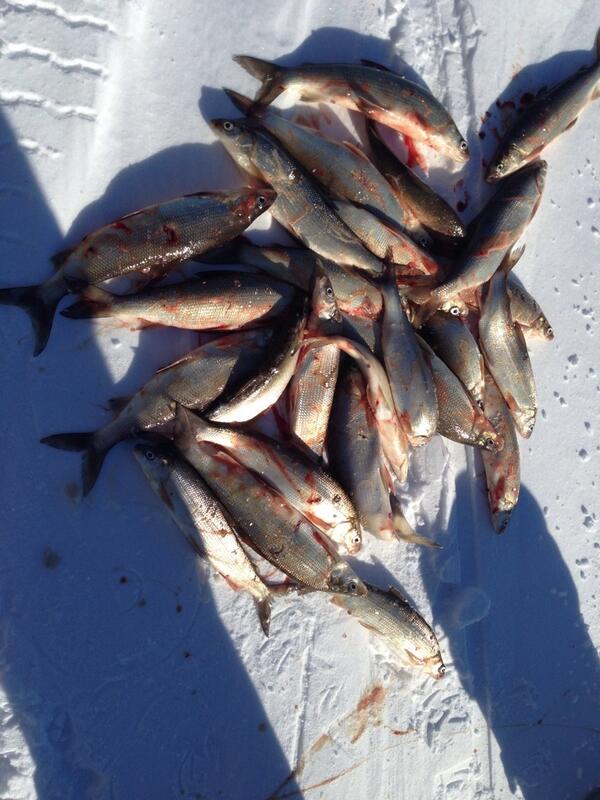 Rollin with a pail full!