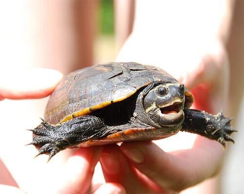 iLTurtlesDaily tweet picture